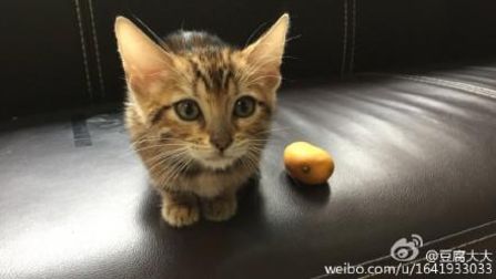 猫咪才是真爱？爱猫如命的联盟铲屎官