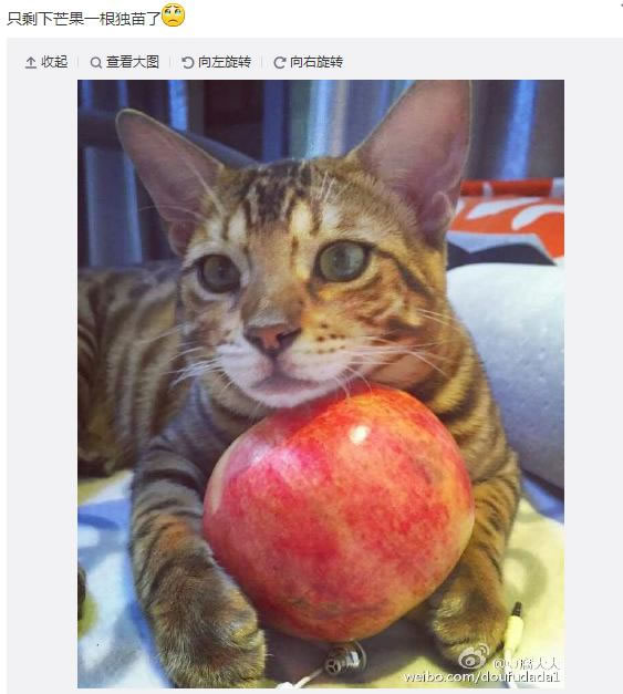 喜欢养猫的5大名人 嫖老师居然也上榜了