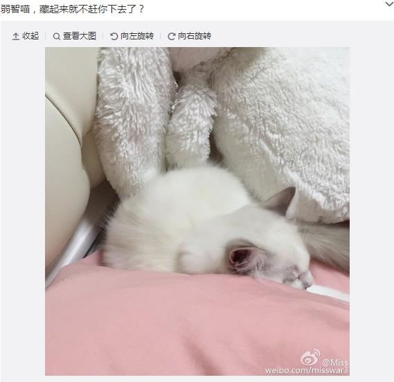 喜欢养猫的5大名人 嫖老师居然也上榜了