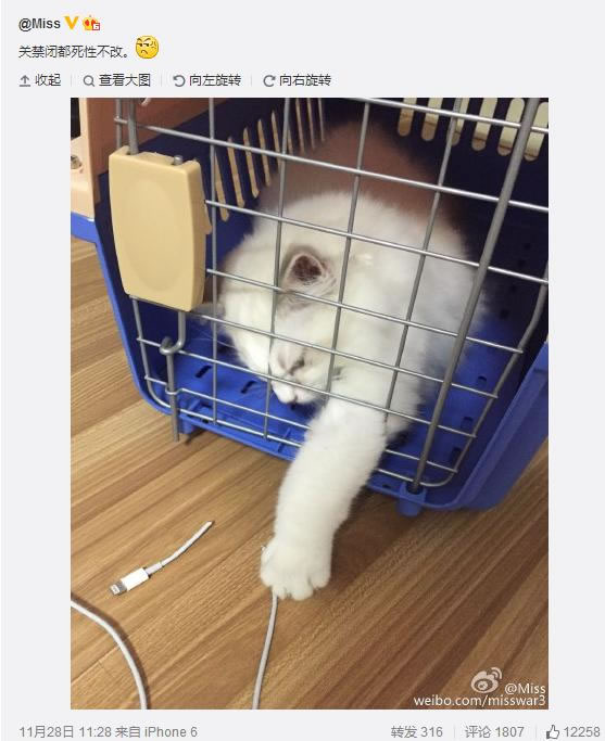 喜欢养猫的5大名人 嫖老师居然也上榜了